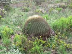Ferocactus histrix