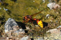 Delta unguiculatum