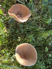 Infundibulicybe squamulosa