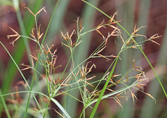 Rhynchospora inundata