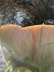 Infundibulicybe squamulosa