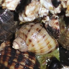 Nucella
