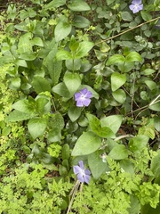 Vinca major