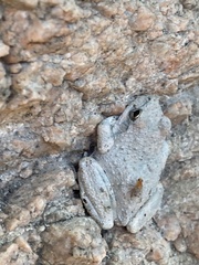 Pseudacris cadaverina
