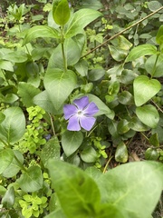 Vinca major