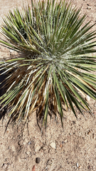 Yucca angustissima