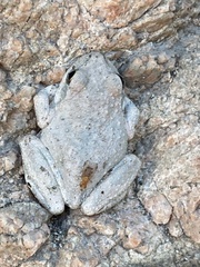 Pseudacris cadaverina
