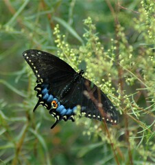 Papilio machaon bairdii