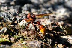Delta unguiculatum