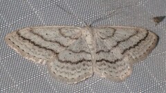 Scopula ancellata