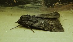 Catocala antinympha