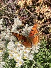 Polygonia gracilis