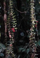 Aeschynanthus tricolor