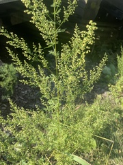 Artemisia annua