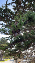 Cupressus macrocarpa