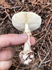 Amanita lavendula