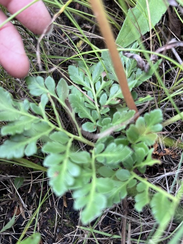 Leathery grapefern (Sceptridium multifidum)