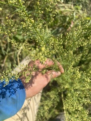 Artemisia annua