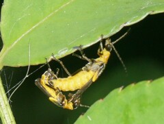 Belotus bicolor