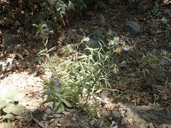 Palmerella debilis serrata