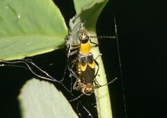 Belotus bicolor