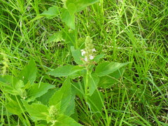 Teucrium vesicarium