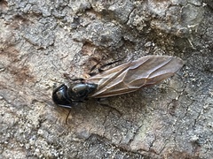 Camponotus laevigatus
