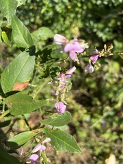 Desmodium ciliare