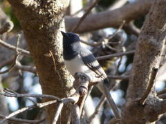 Myiagra rubecula