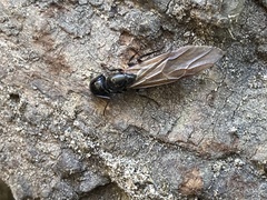 Camponotus laevigatus