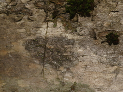 Rinodina efflorescens