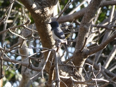 Myiagra rubecula