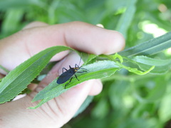 Oncopeltus luctuosus