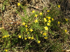 Scoparia montevidensis