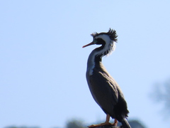 Phalacrocorax punctatus punctatus