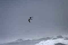 Ichthyaetus melanocephalus