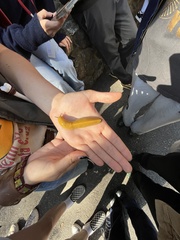 Ariolimax dolichophallus