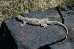 Dipsosaurus dorsalis