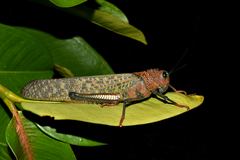 Tropidacris cristata