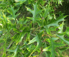 Macrodiplosis niveipila