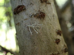 Ramalina dilacerata