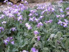 Matthiola tricuspidata