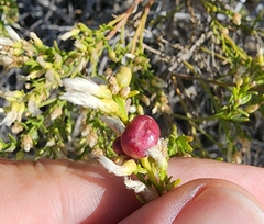 Rhopalomyia californica