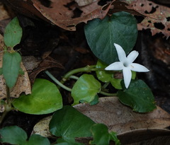 Geophila repens