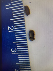 Phloeosinus armatus