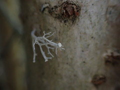 Ramalina dilacerata