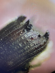 Phloeosinus armatus