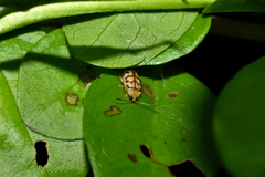 Walterianella venustula
