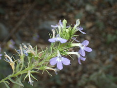 Palmerella debilis serrata