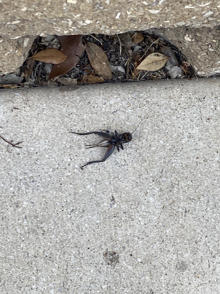 True Crickets and Allies from UTSA Blvd, San Antonio, TX, US on